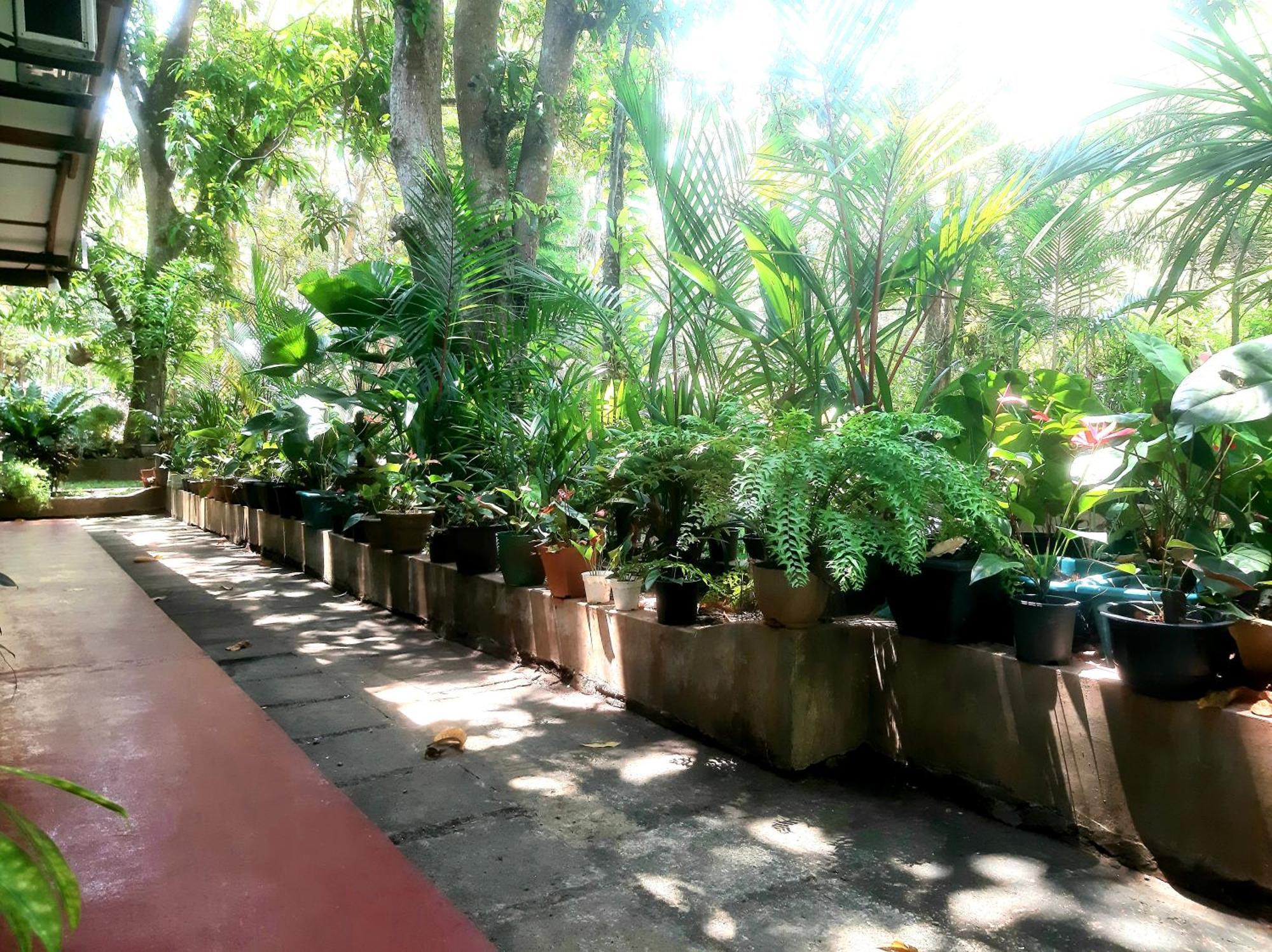 Palitha Homestay Sigiriya Eksteriør billede